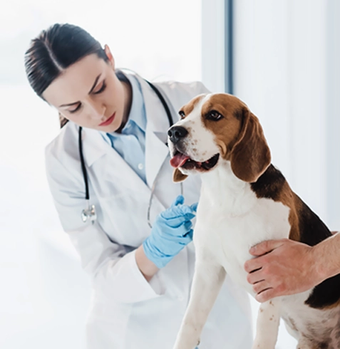 Beylikdüzü Veteriner